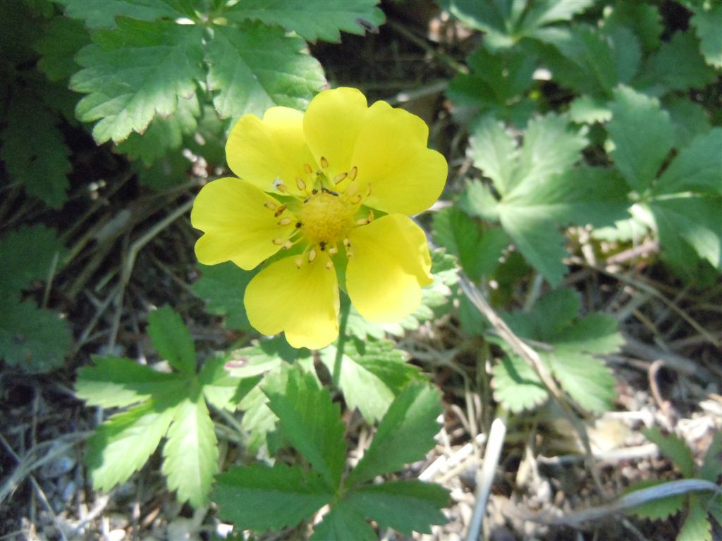 Potentilla reptans